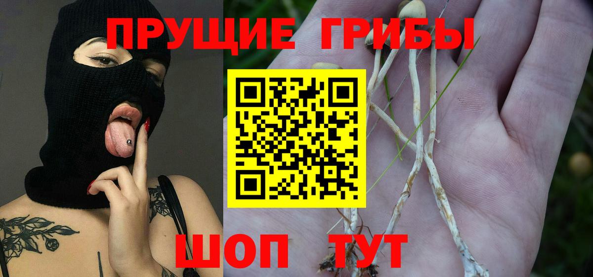 Галлюциногенные грибы Psilocybe Краснознаменск